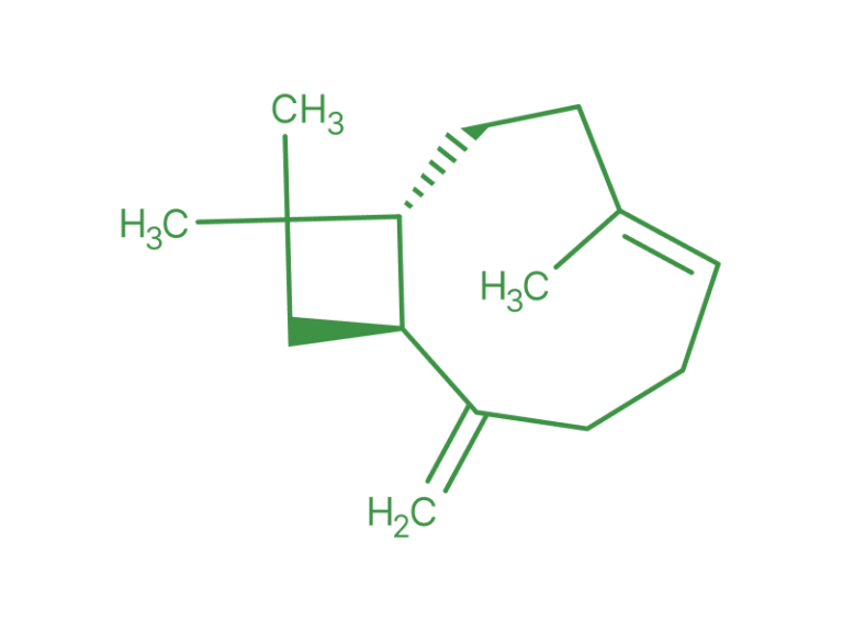 Caryophyllene 1
