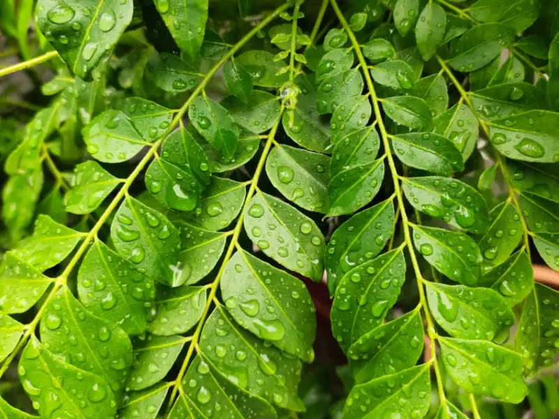 curry-leaf-oil